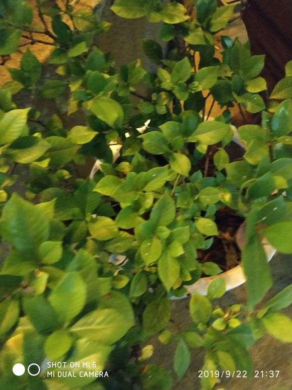 栀子下山桩出现榄叶 怎么办 图片