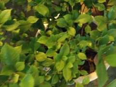 栀子下山桩出现榄叶 可以缠膜套袋吗