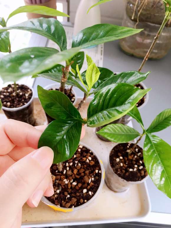 为什么栀子下山桩是对生叶 图片