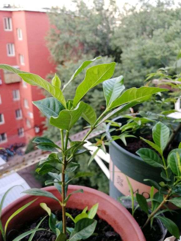 为什么栀子下山桩是对生叶 图片