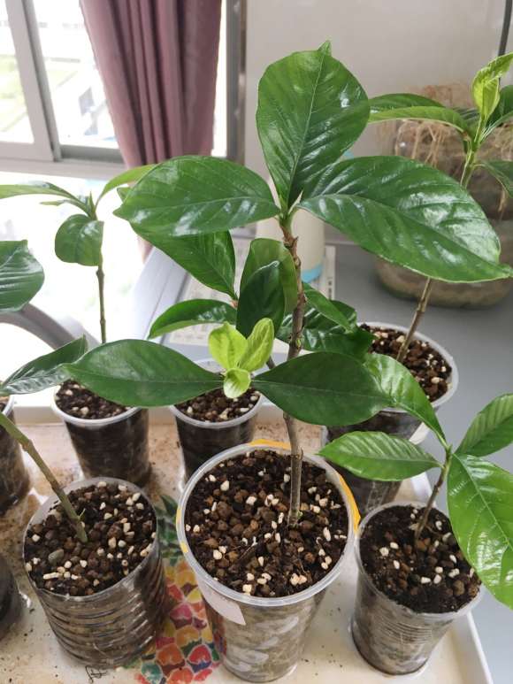 为什么栀子下山桩是对生叶 图片