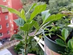 为什么栀子下山桩是对生叶 图片