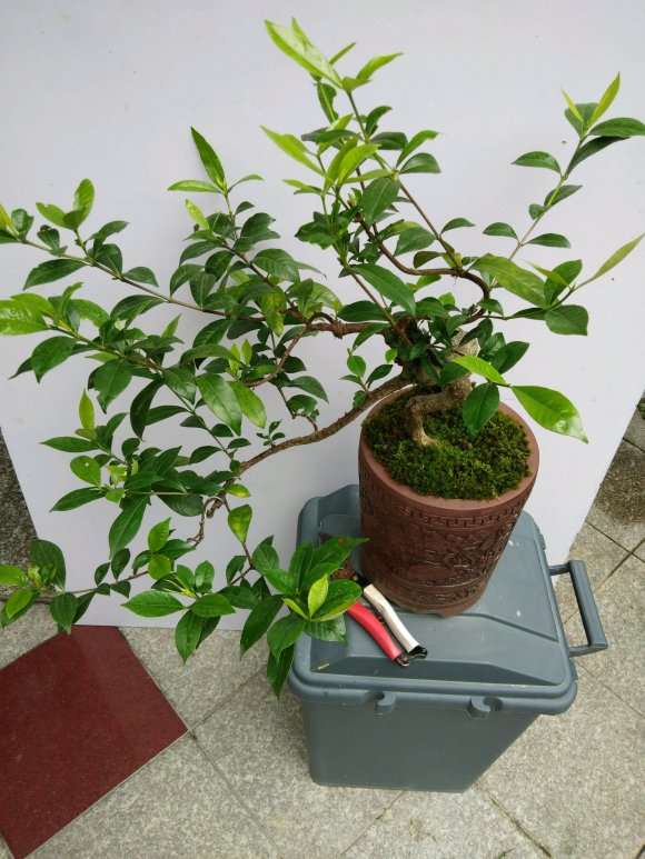 有用山栀子下山桩做盆景的 怎么样 图片