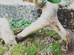 有用山栀子下山桩做盆景的 可以吗 图片