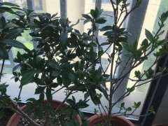 日本进口清誉栀子下山桩 可以吗 图片