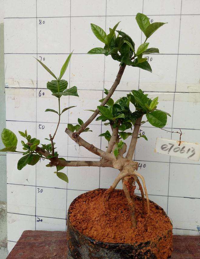 野生栀子下山桩会不会越来越少 图片