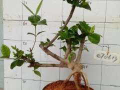 野生栀子下山桩会不会越来越少 图片