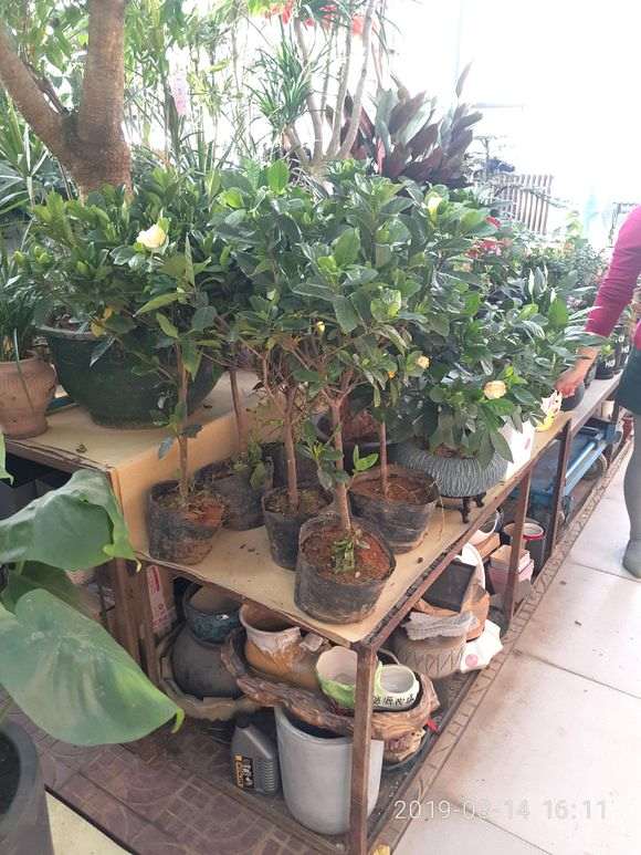 花市的栀子下山桩怎么样 30元 图片