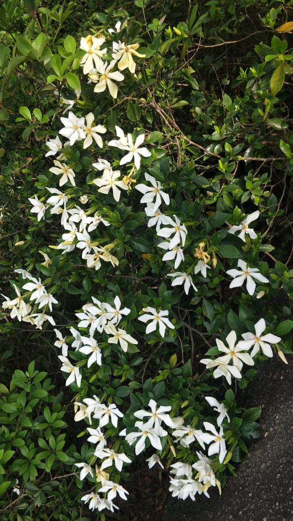 这个是什么栀子下山桩 叶子很小 图片