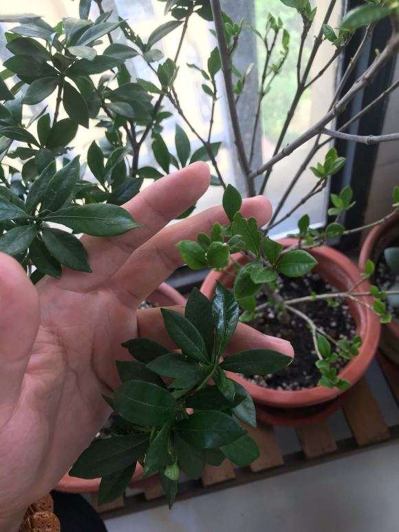 这个是什么栀子下山桩 叶子很小 图片