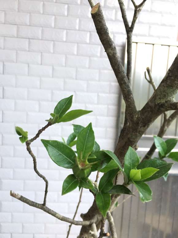 这个是什么栀子下山桩 叶子很小 图片