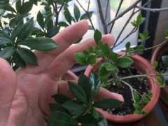 这个是什么栀子下山桩 叶子很小 图片