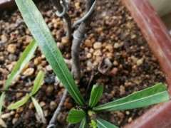 栀子下山桩上套袋盆后一直没长新叶 图片