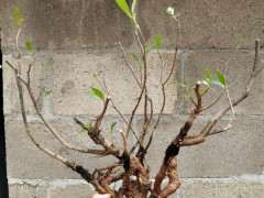 山栀子下山桩一棵 该怎么培养 图片