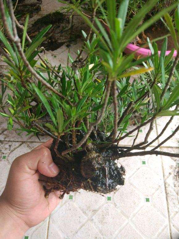 大叶栀子下山桩和小叶栀子有什么区别 图片