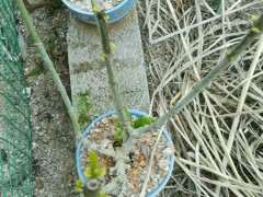 为什么南方都栀子下山桩 难养 图片