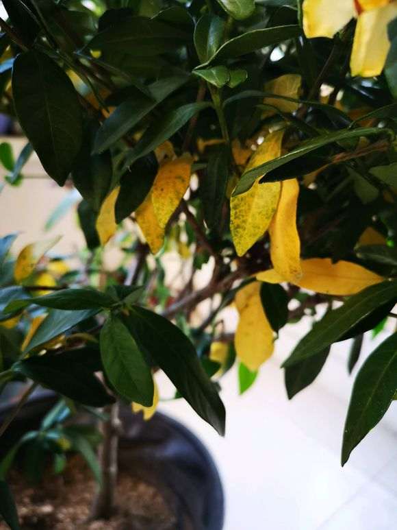 栀子下山桩死了好几盘 怎么办 图片