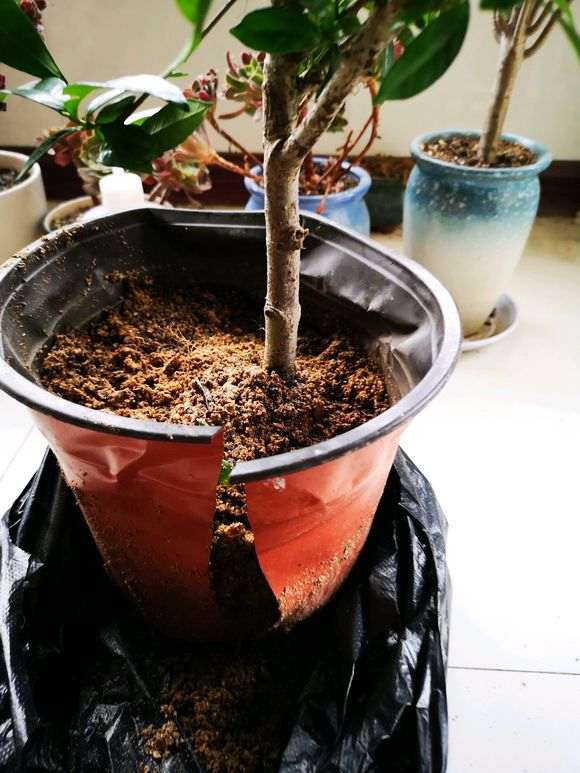 栀子下山桩死了好几盘 怎么办 图片