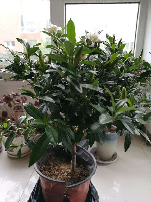 栀子下山桩死了好几盘 怎么办 图片