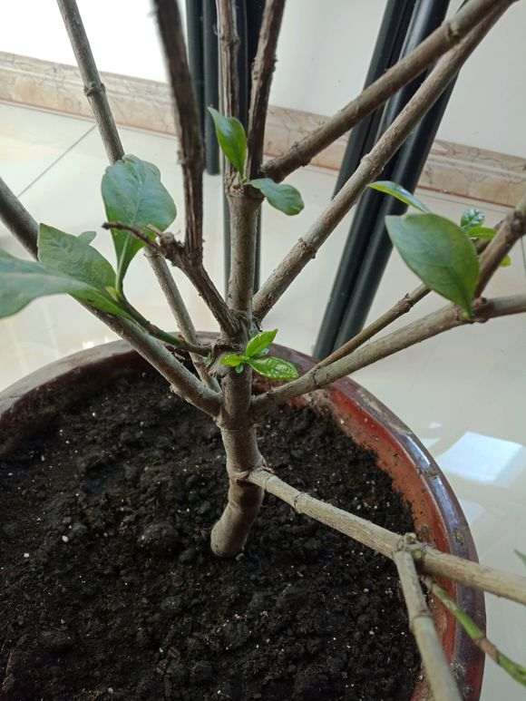 栀子下山桩死了好几盘 怎么办 图片