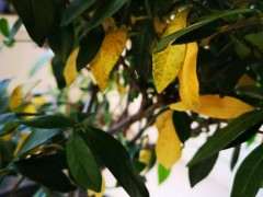 栀子下山桩死了好几盘 怎么办 图片