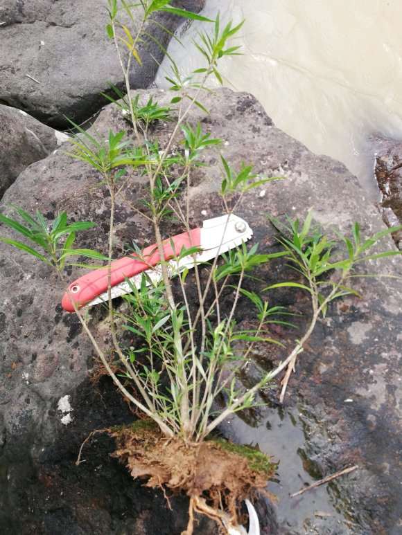 栀子下山桩叶子没那么细 怎么办 图片