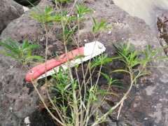 栀子下山桩叶子没那么细 怎么办 图片