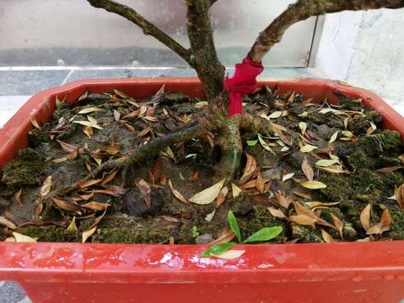 为什么秋天栀子下山桩掉叶 怎么办 图片