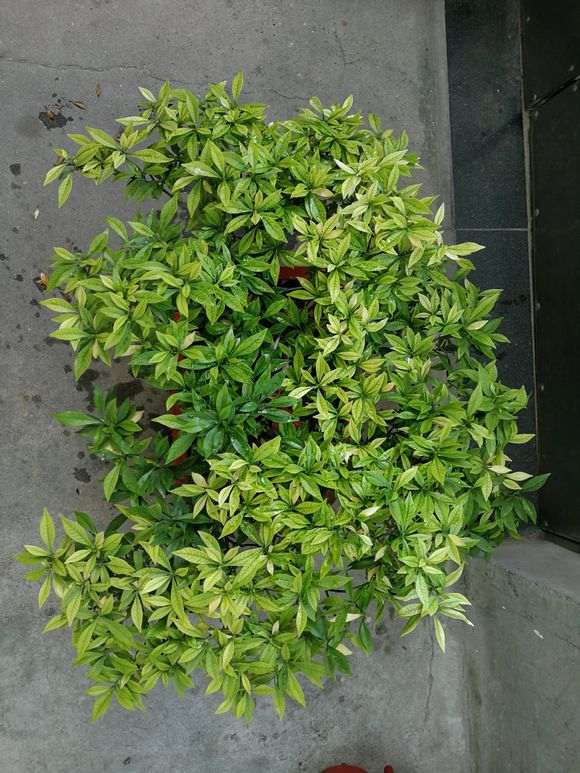 为什么秋天栀子下山桩掉叶 怎么办 图片