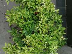 为什么秋天栀子下山桩掉叶 怎么办 图片