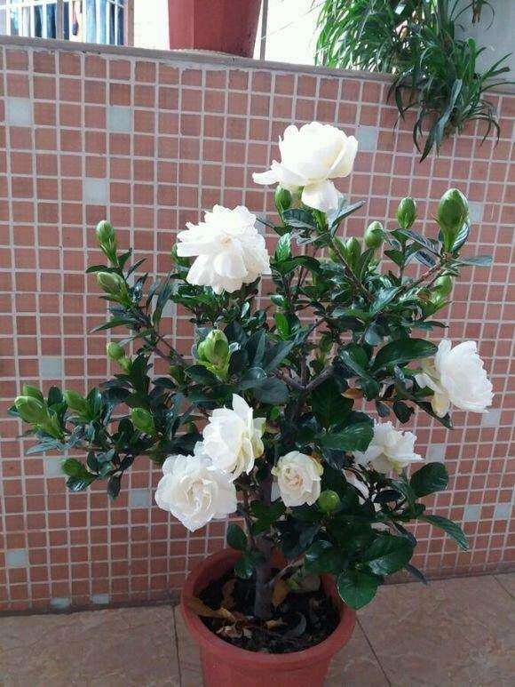 为什么浇水不当引起的栀子下山桩黄叶