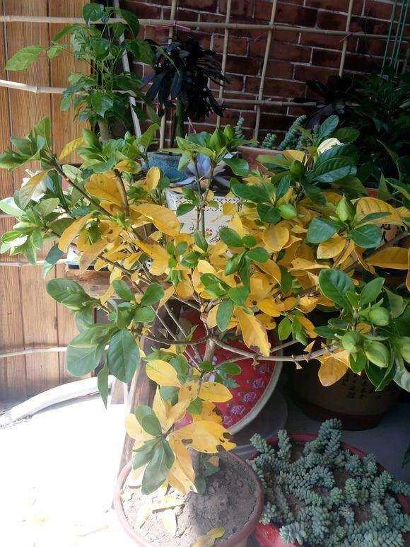 为什么浇水不当引起的栀子下山桩黄叶