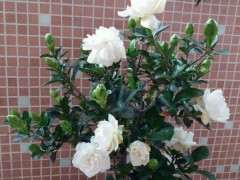 为什么浇水不当引起的栀子下山桩黄叶