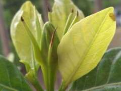 为什么施肥不当引起栀子下山桩黄叶