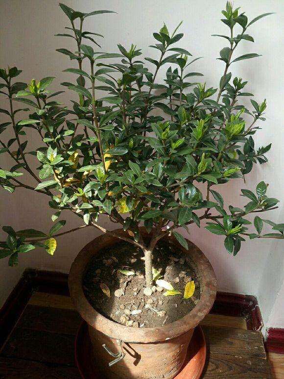 为什么栀子下山桩新旧叶交替造成黄叶 