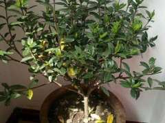 为什么栀子下山桩新旧叶交替造成黄叶