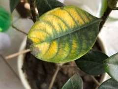 栀子下山桩老叶尖枯 怎么办 图片