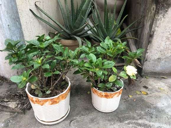 栀子下山桩很多叶子黄了 怎么办 图片