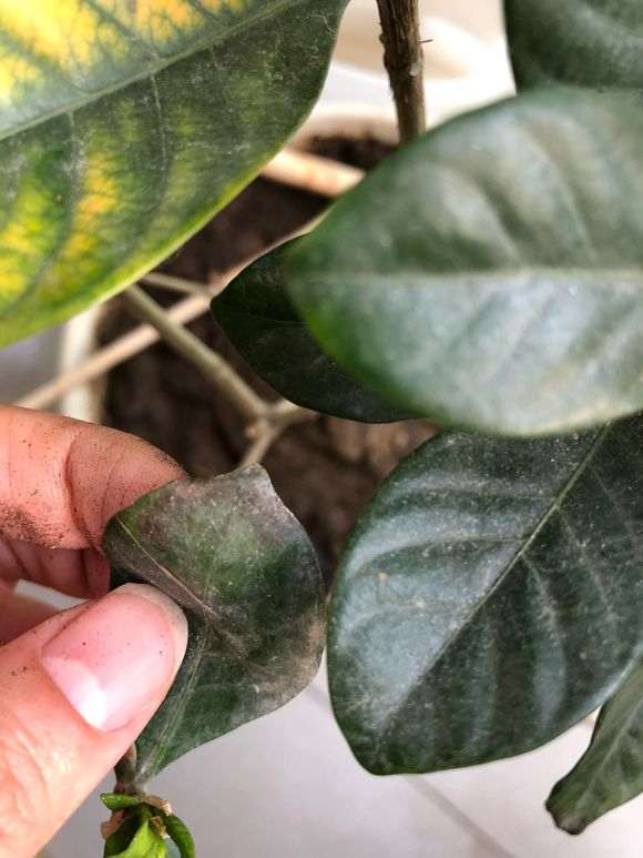 栀子下山桩很多叶子黄了 怎么办 图片