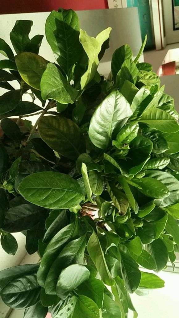 栀子下山桩很多叶子黄了 怎么办 图片