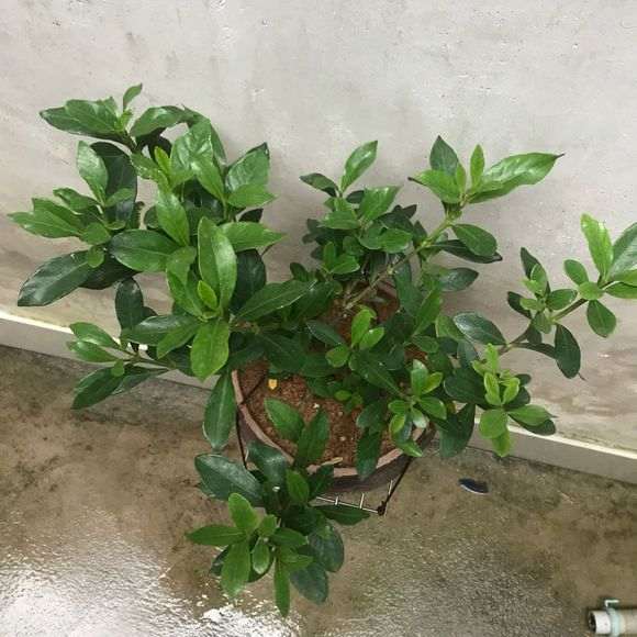 栀子下山桩怎么配土的方法 图片