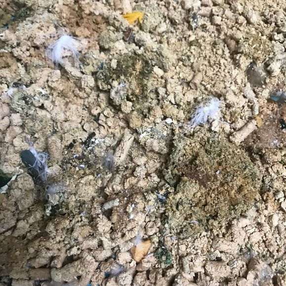 栀子下山桩怎么配土的方法 图片