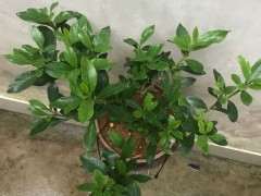 栀子下山桩怎么配土的方法 图片