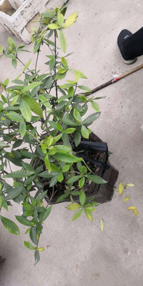 栀子下山桩叶子都干了 却没再掉 图片