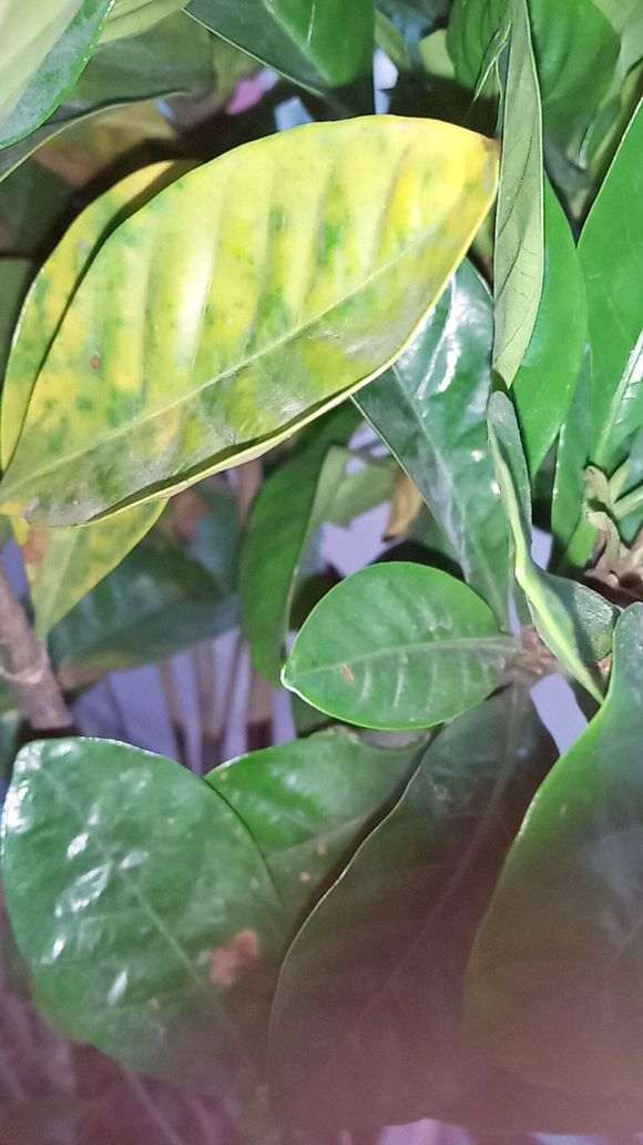 栀子下山桩叶子都干了 却没再掉 图片