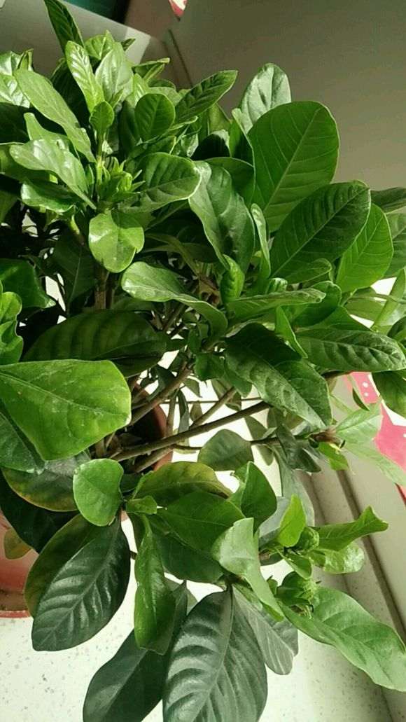 栀子下山桩叶子都干了 却没再掉 图片