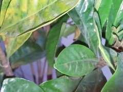 栀子下山桩叶子都干了 却没再掉 图片