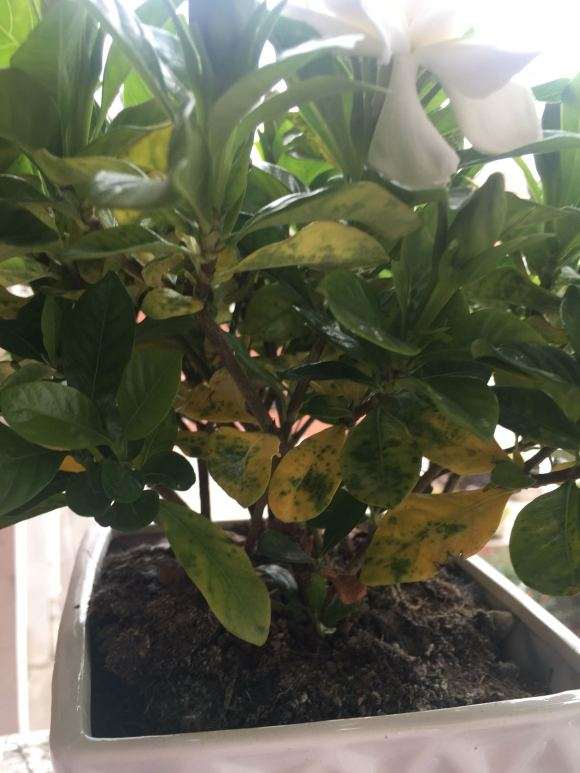 栀子下山桩花底部叶子发黄怎么办 图片