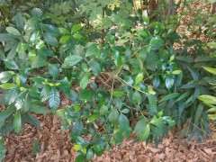 这个是野生栀子下山桩吗 图片