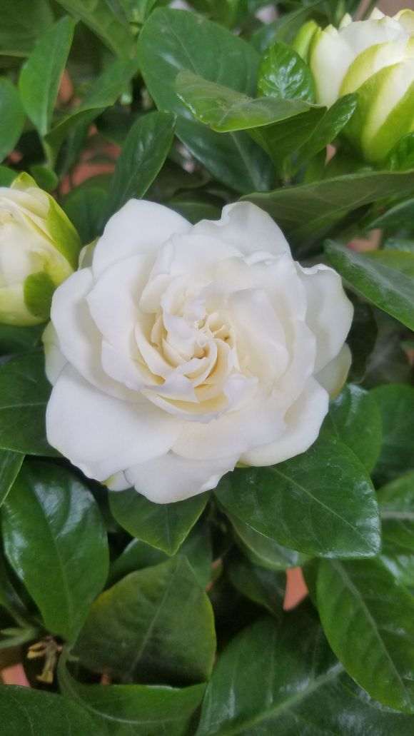 四季栀子下山桩开花了 怎么样 图片